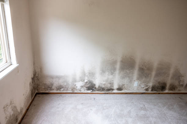 Best Environmental Consulting for Mold Prevention  in Allen Park, MI