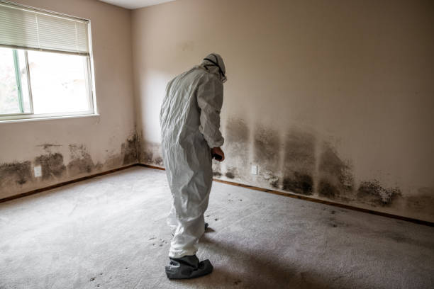 Best Mold Remediation for Healthcare Facilities  in Allen Park, MI