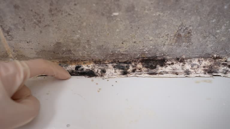 Professional Mold Removal in Allen Park, MI